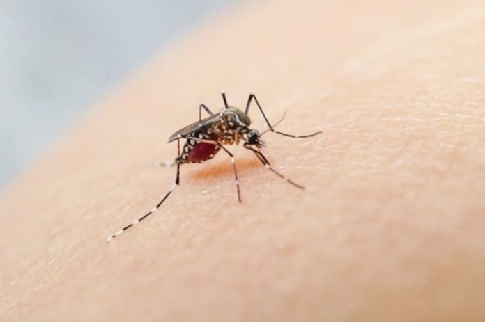 dengue_mosquito-min
