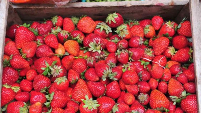 frutillas producción