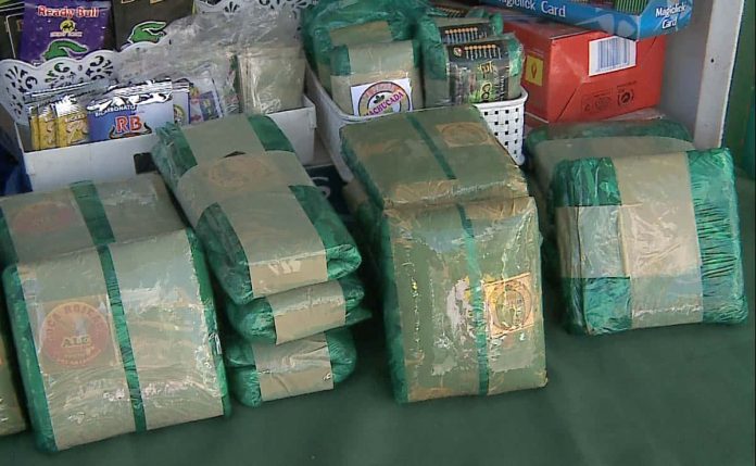 hoja de coca jujuy