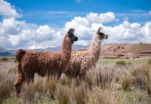 Programa de llamas gratis: requisitos para formación en producción y sanidad