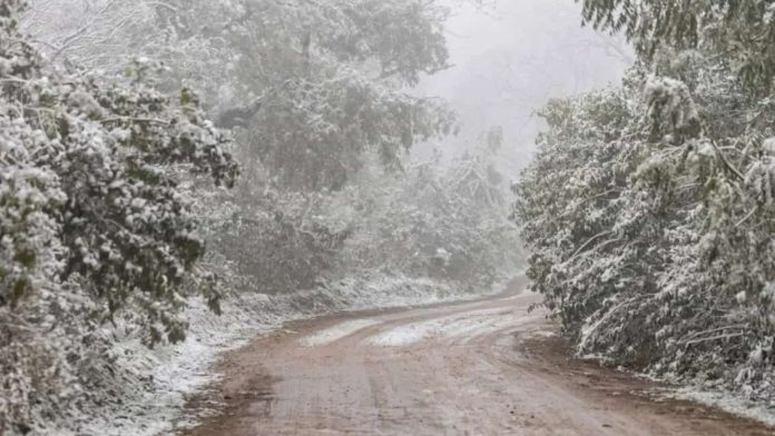 nieve