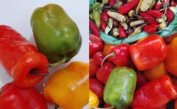 La UNJu invita a un seminario internacional sobre ajíes, chiles y uchus en Tilcara
