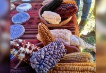 Pueblos del Maíz: este sábado, Tilcara reunirá a productores y comunidades para poner en valor el maíz y la agricultura de la Quebrada