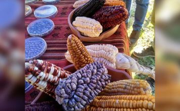 Pueblos del Maíz: este sábado, Tilcara reunirá a productores y comunidades para poner en valor el maíz y la agricultura de la Quebrada